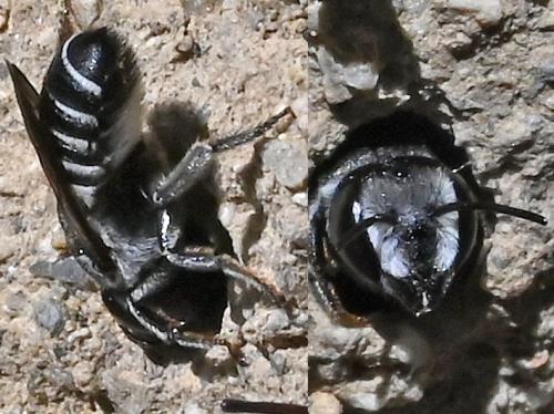 Megachile apicalis